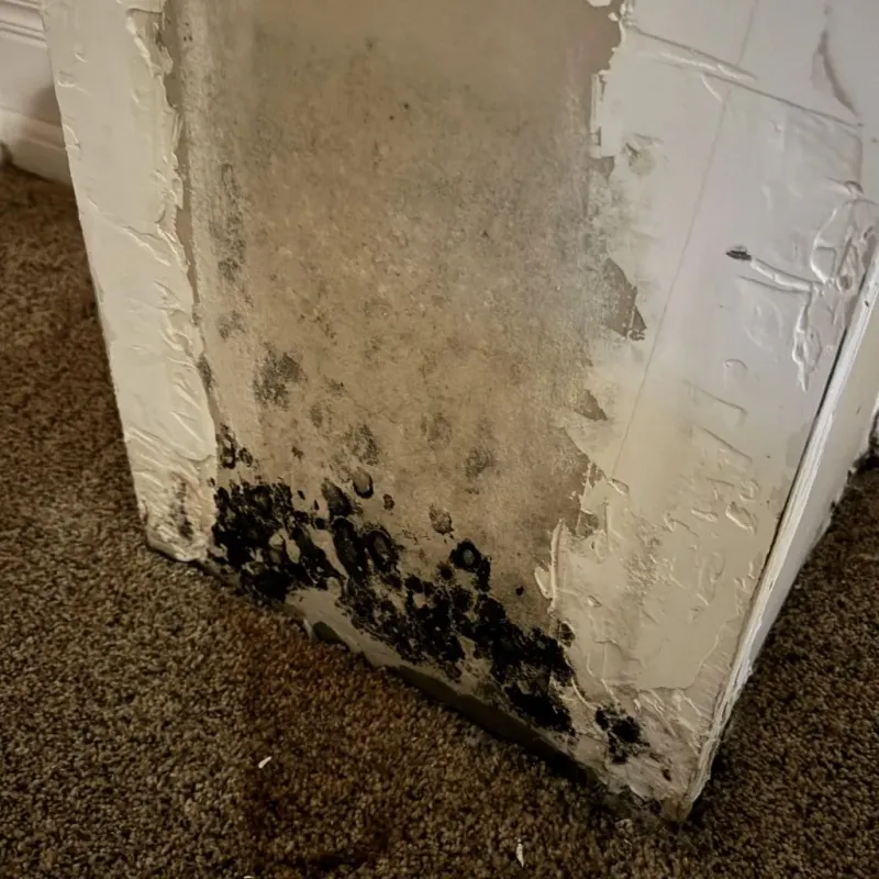 Professional Mold Removal in Tallahatchie County, MS